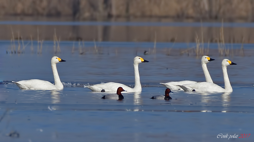 Tundra Swan